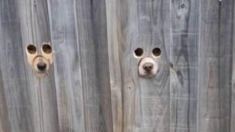 chiens
